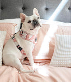 Poppy + Ted - Walk + Wear Pink Vibes Dog Harness - Nest Pets