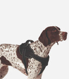 Ancol Extreme Dog Harness - Nest Pets
