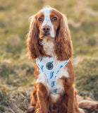 Poppy + Ted - Walk + Wear Get Ziggy With It Dog Harness - Nest Pets