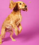 Pooch & Mutt Calm & Relaxed Mini Bone Dog Treats - 125g - Nest Pets