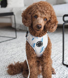 Poppy + Ted - Walk + Wear Get Ziggy With It Dog Harness - Nest Pets