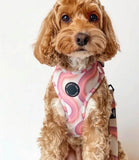Poppy + Ted - Walk + Wear Pink Vibes Dog Harness - Nest Pets