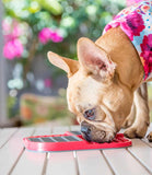 Lickimat Dog Sprinkles Liver, Tumeric & Black Pepper Dog Treats - 150g - Nest Pets