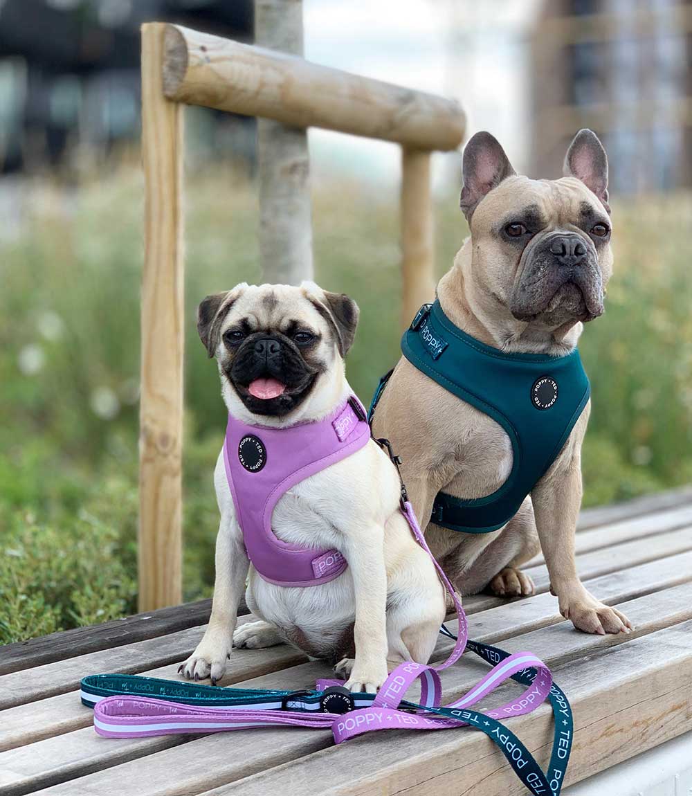 Poppy + Ted - Walk + Wear Teal Dog Harness - Nest Pets