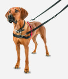 Halti Front Control Dog Harness - Nest Pets