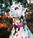 Rogz Utility Dog Collar - Nest Pets