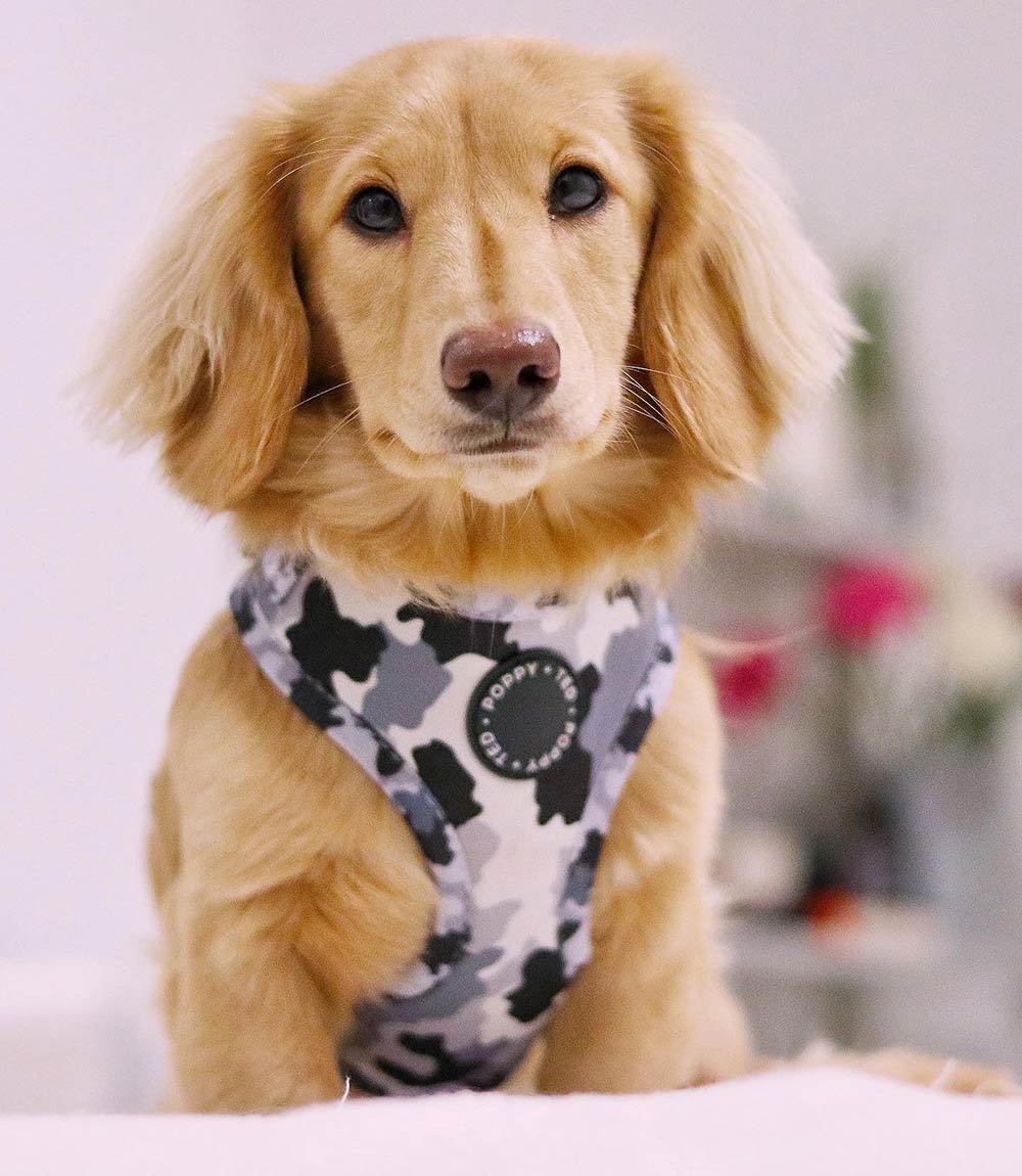 Poppy + Ted - Walk + Wear The Camo Dog Harness - Nest Pets