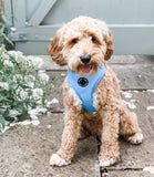 Poppy + Ted - Walk + Wear Cornflower Blue Dog Harness - Nest Pets