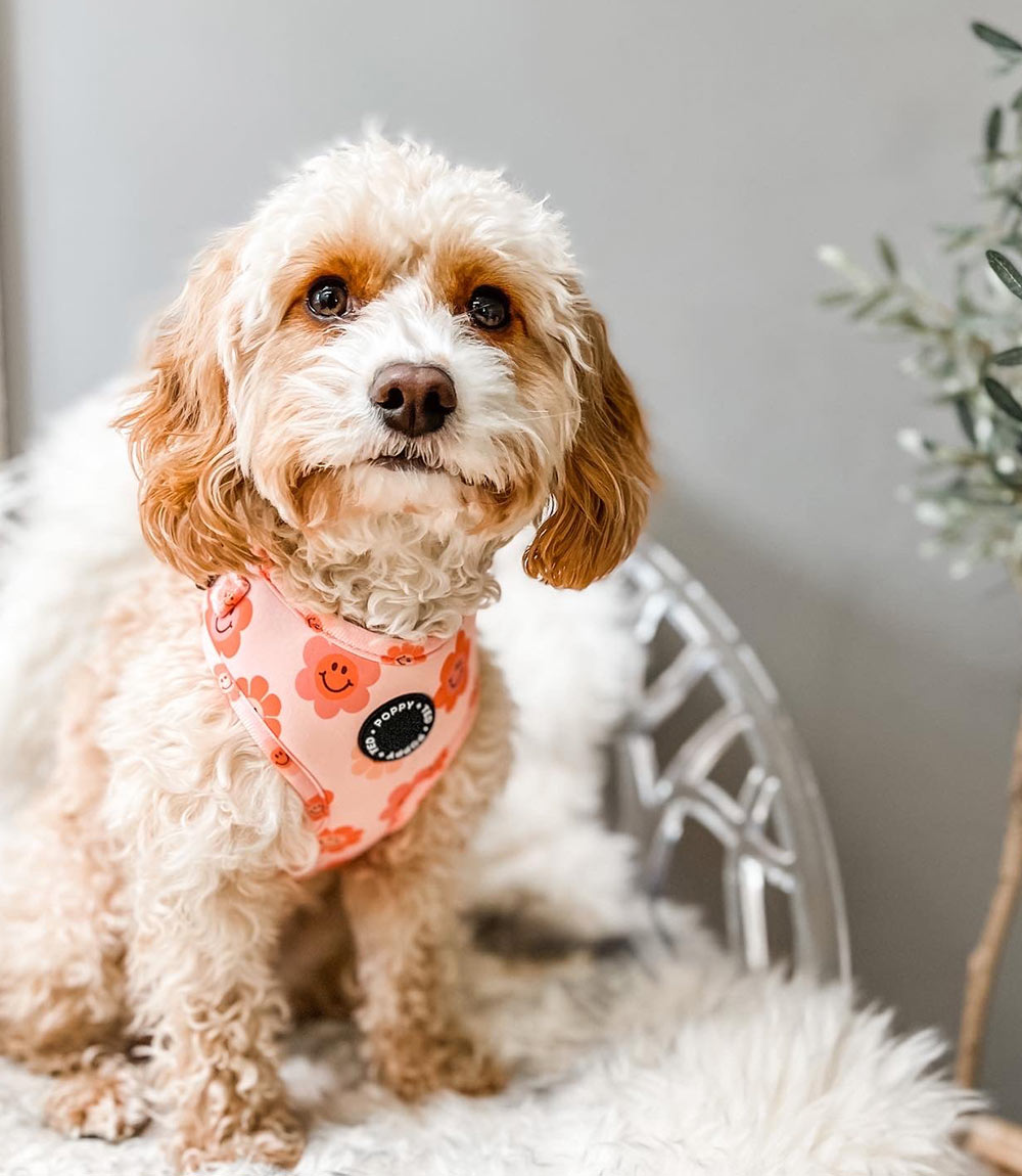 Poppy + Ted - Walk + Wear Flower Power Dog Harness - Nest Pets