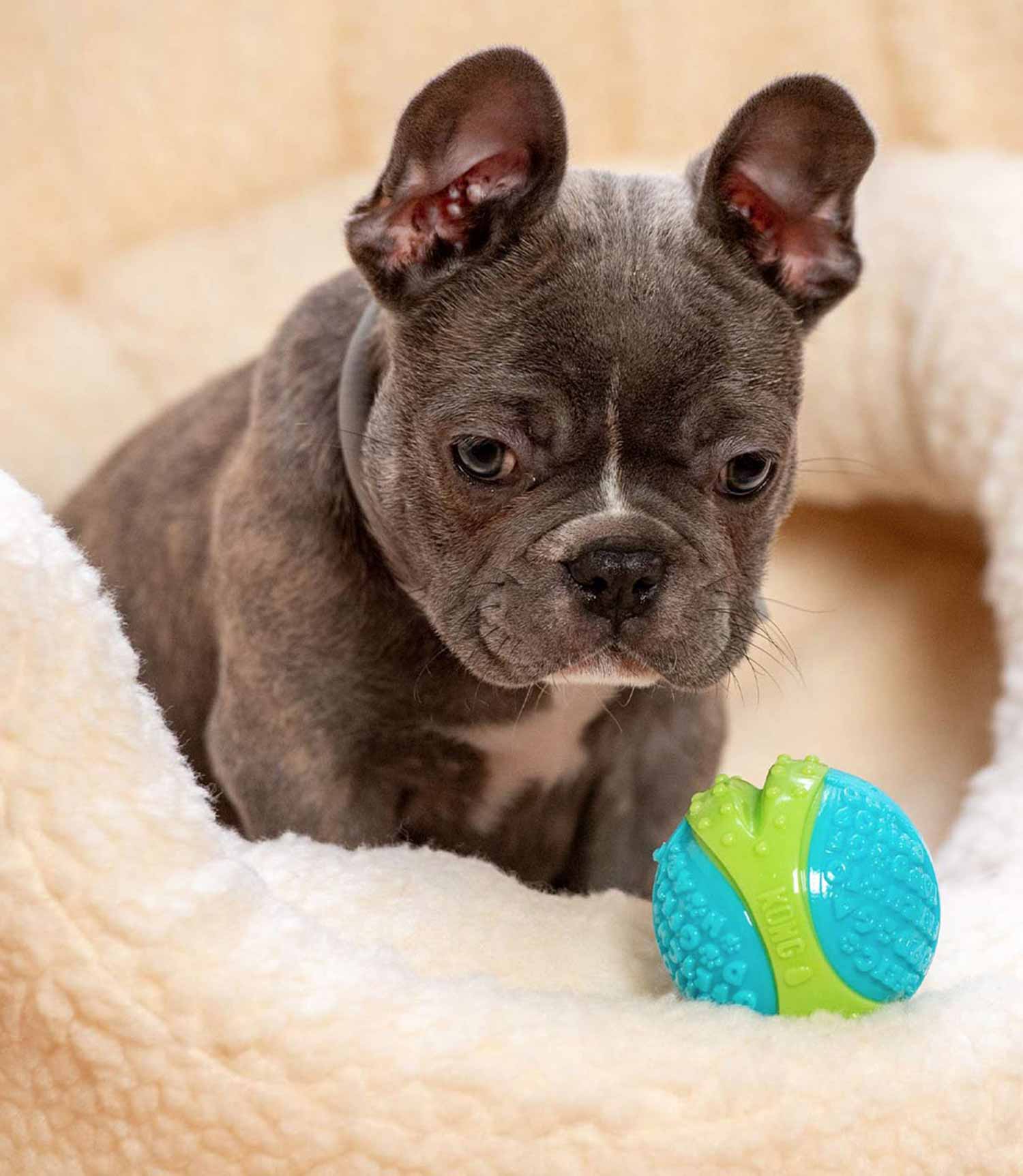 Kong Corestrength Ball Dog Toy - Large - Nest Pets