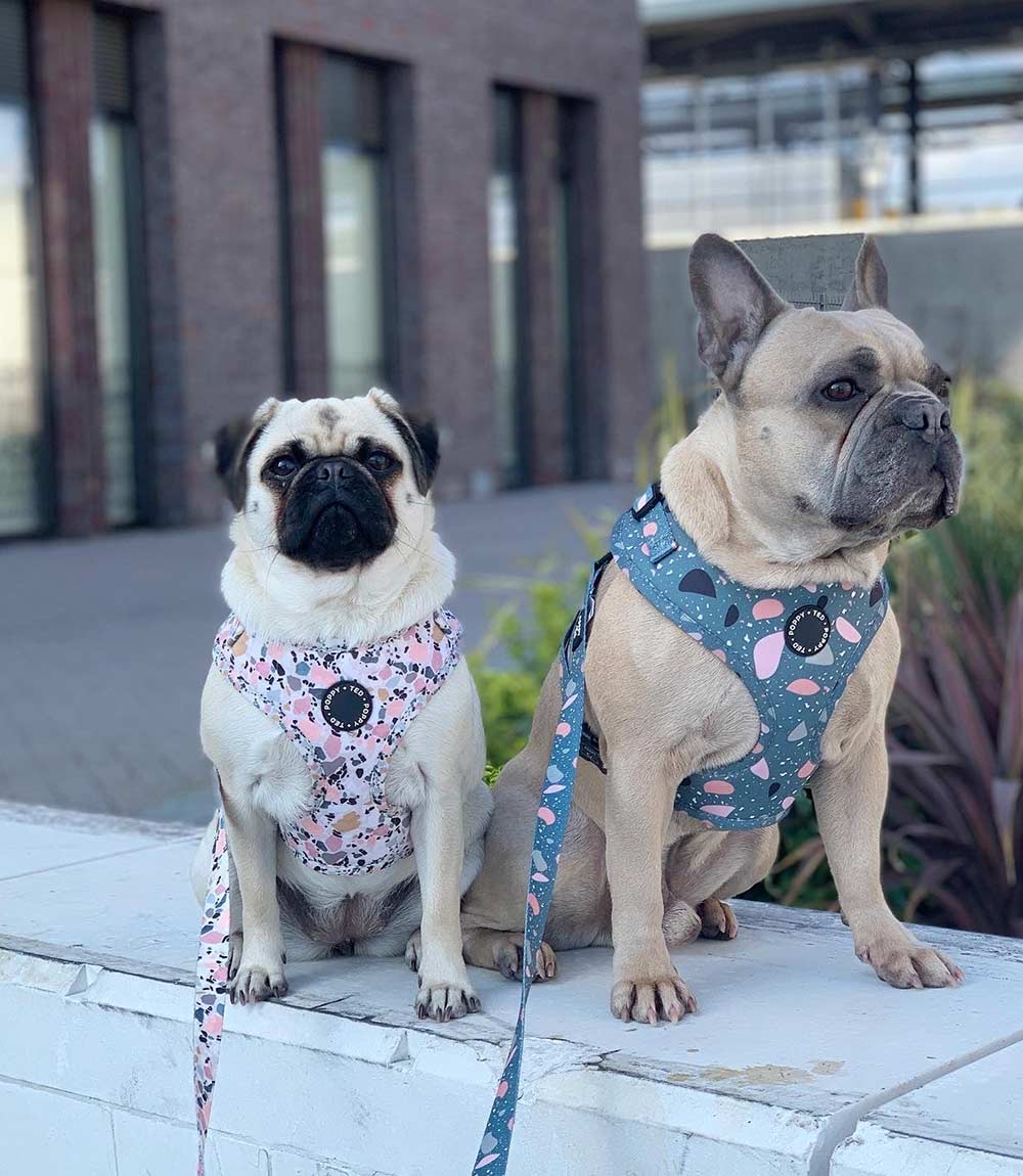 Poppy + Ted - Walk + Wear Party Pup Dog Harness - Nest Pets