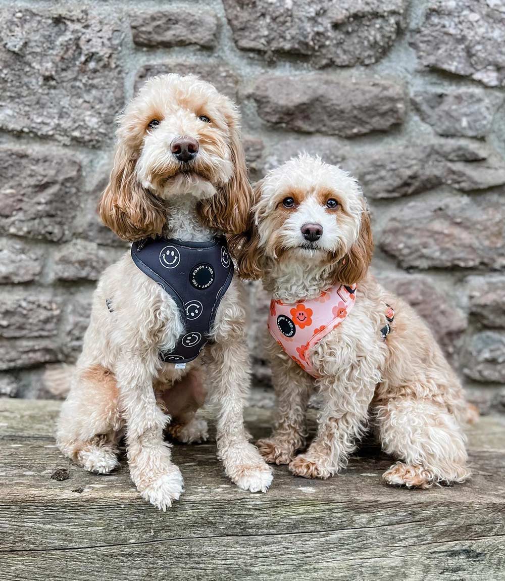 Poppy + Ted - Walk + Wear Flower Power Dog Harness - Nest Pets